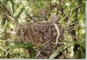 nest of swainson's warbler, female brooding nest of swainson's warbler, female brooding