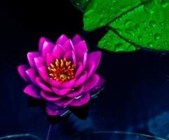 colored water lily