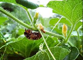 Divine Earth Gardening Project observation photo