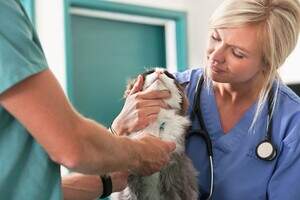 Veterinary assistant holding cat