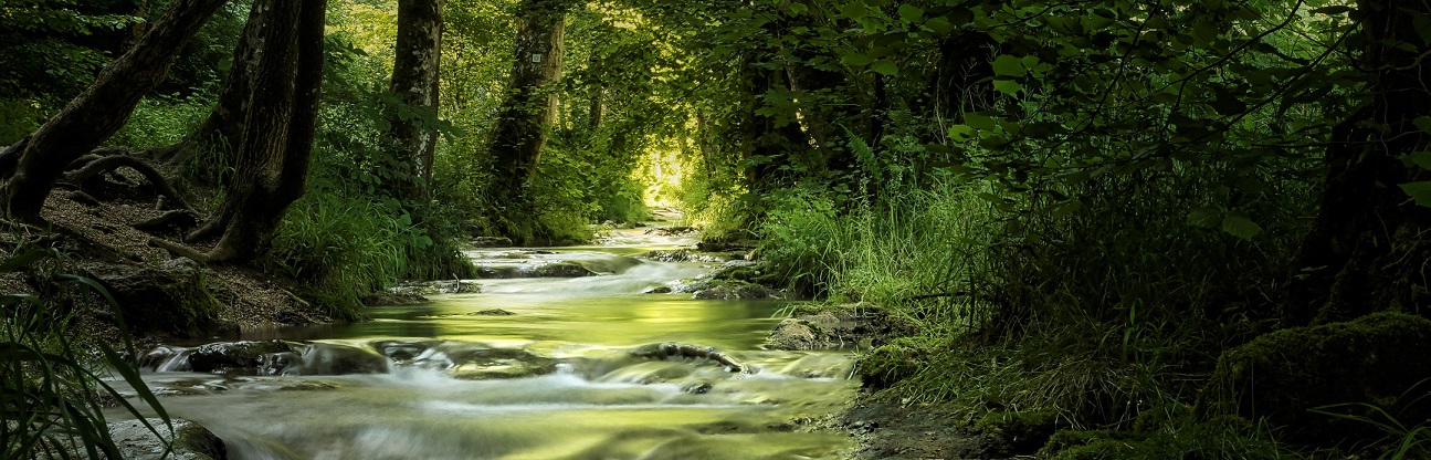 Photo of a flowing stream